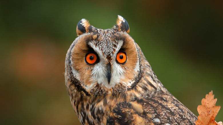 brown and white owl turns head 