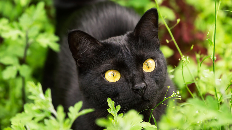 Black cat with yellow eyes