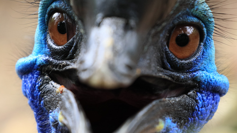 close-up shot of cassowary's face