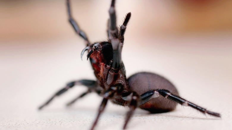 Sydney funnel web spider lunging