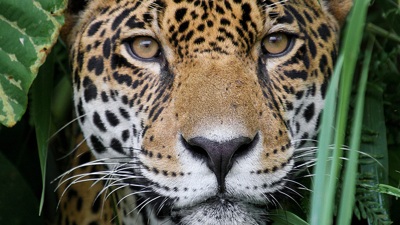 Jaguar looking through plants