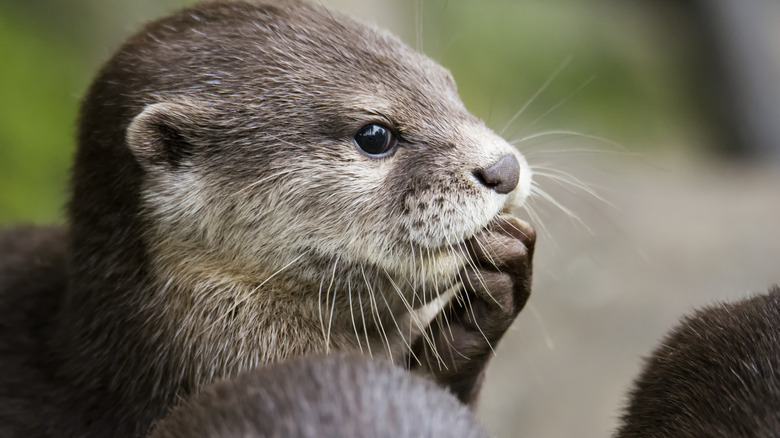 otter looking cute, would pet