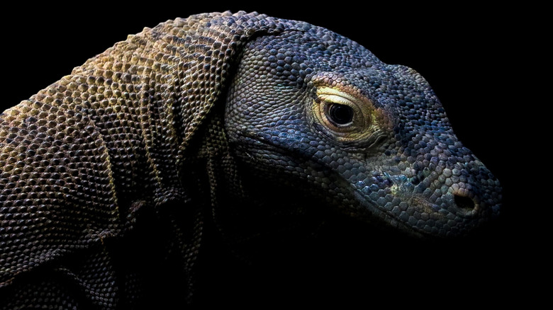 Dark Komodo Dragon