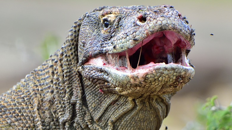 Most Dangerous Lizards And Turtles In The World