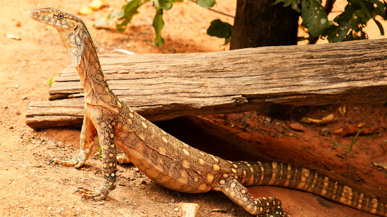 Perentie Basking in Sun