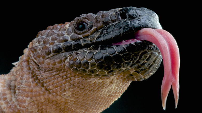 Beaded Lizard with Forked Tongue