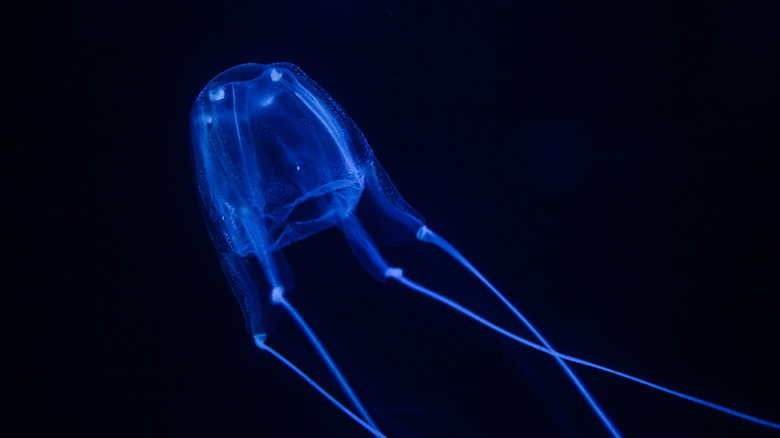 box jellyfish aquarium blue 