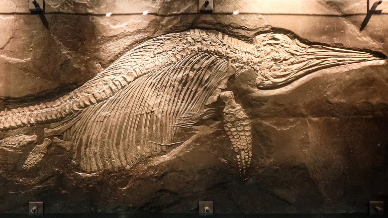 ichthyosaurs museum fossil