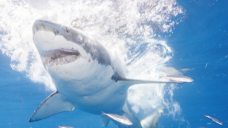 great white shark ocean