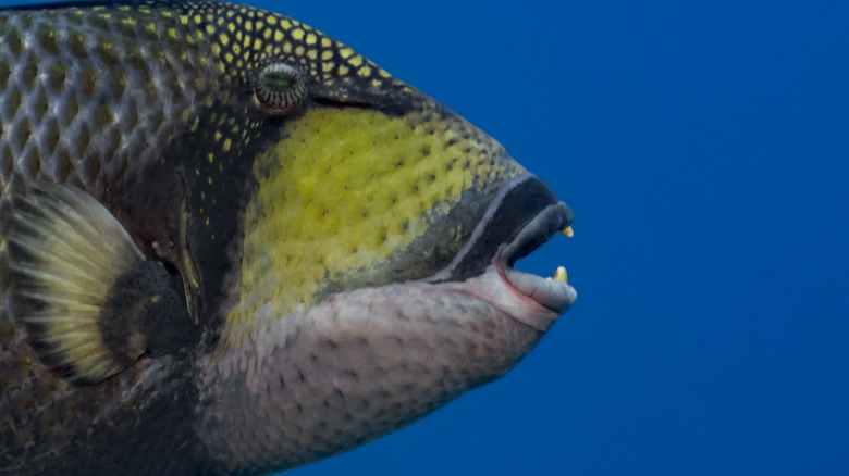 triggerfish Indonesia profile