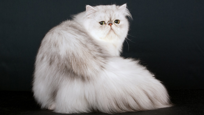 White chinchilla Persian cat