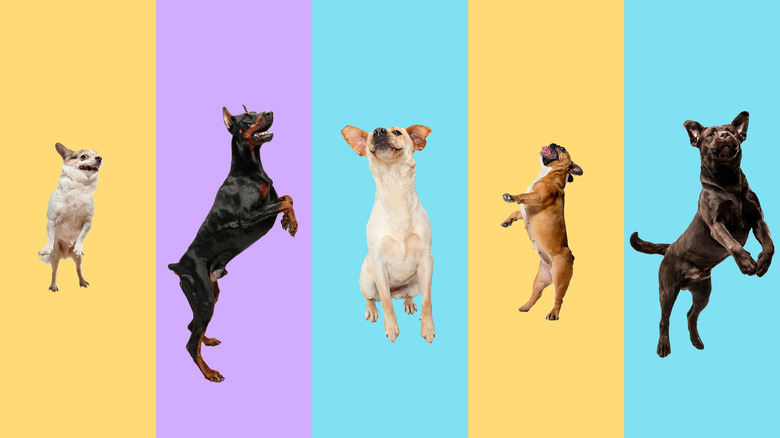 Chihuahua, doberman, frenchie dog banner