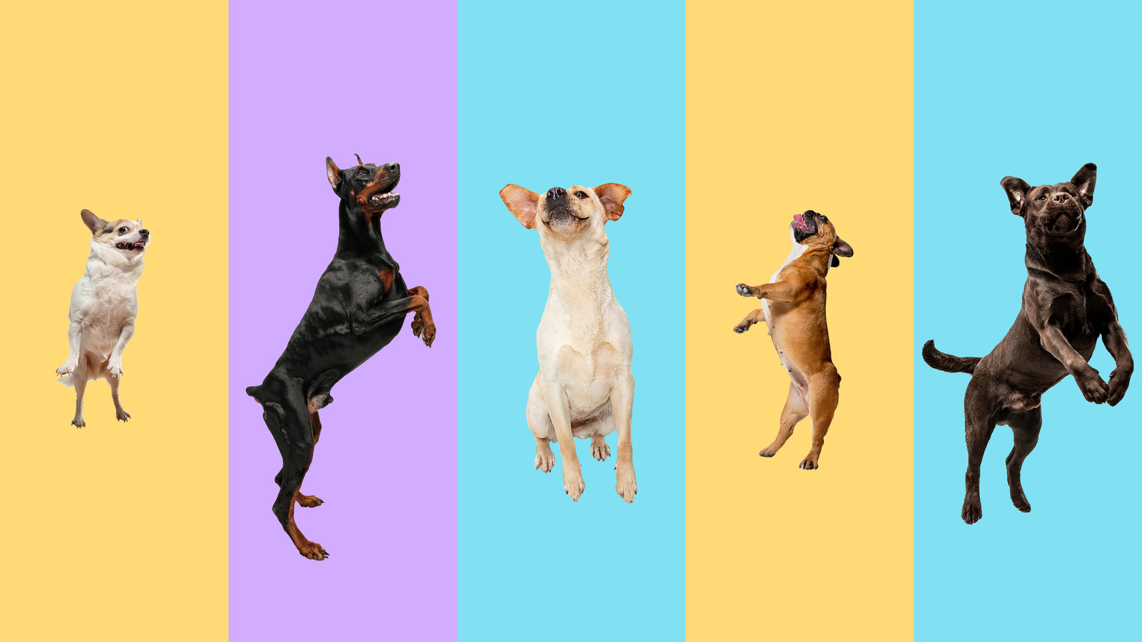 Most Popular Dog Breeds In America