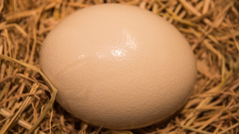 ostrich egg