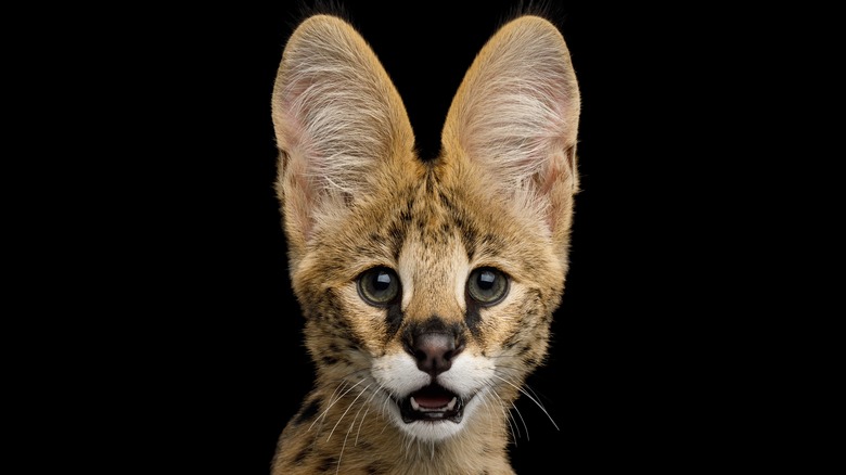 African Serval cat