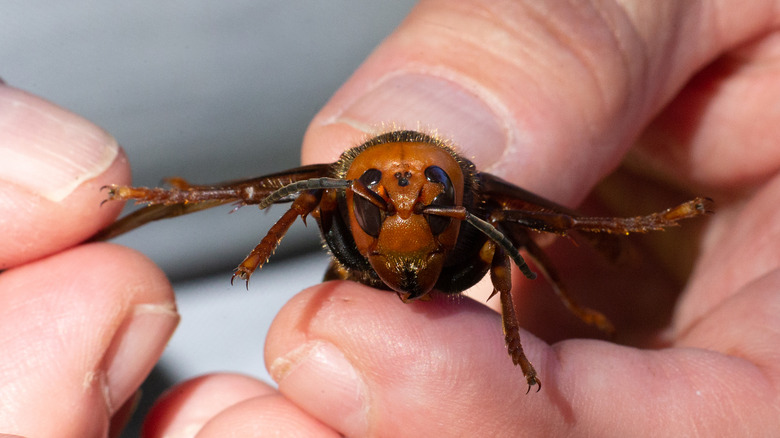 northern giant hornet