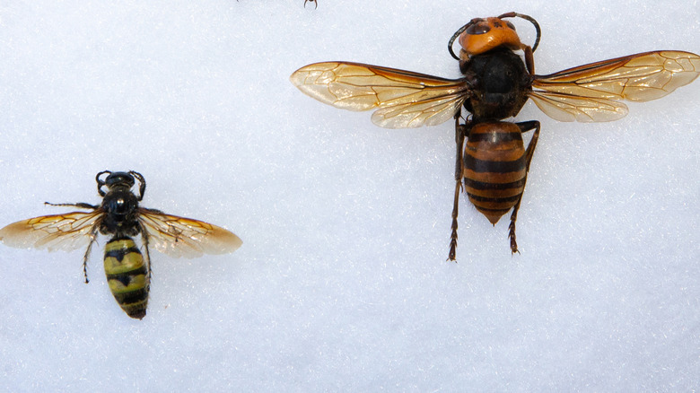 northern giant hornet