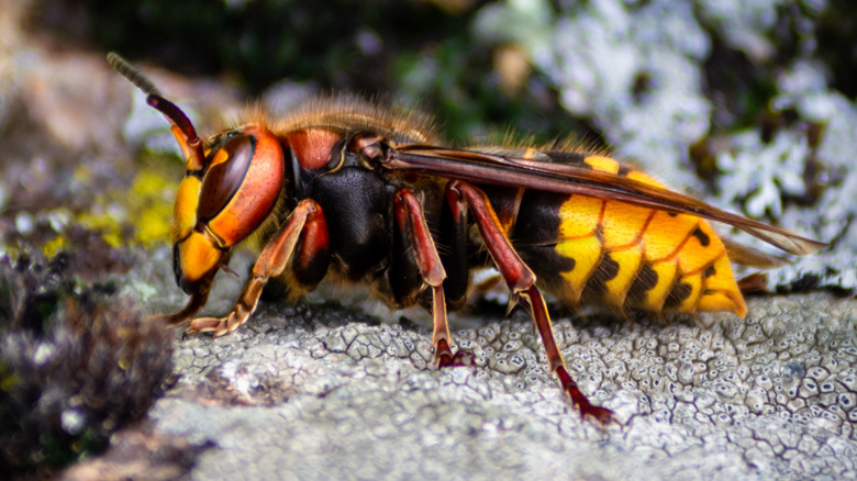 northern giant hornet