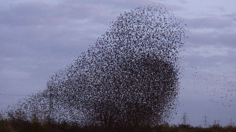 A murmuration 