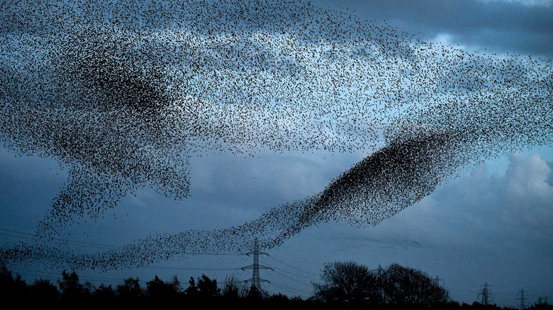 A murmuration 