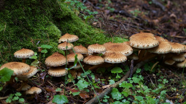 woody mushrooms
