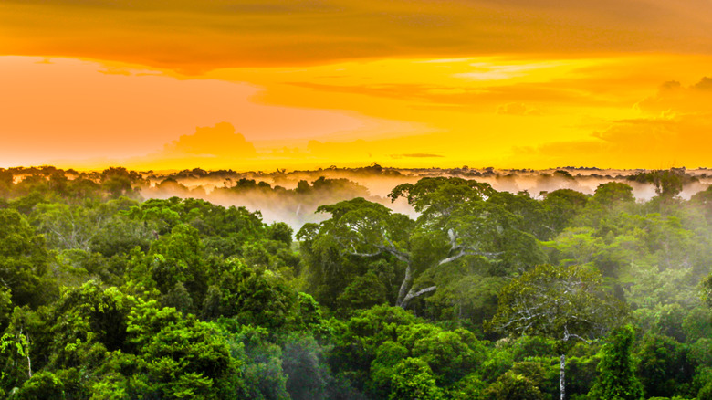 Brazilian Amazon rainforest sunset