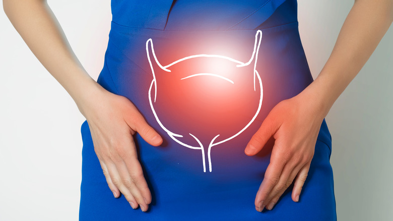 Bladder