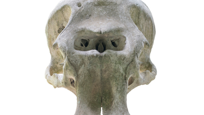 Elephant skull with white background