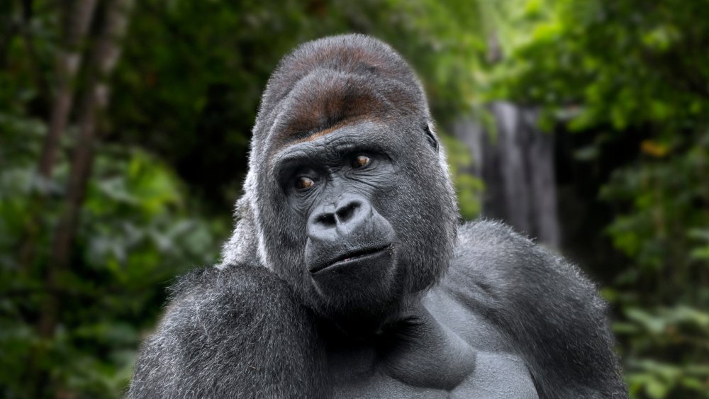 A gorilla looks to its right in jungle