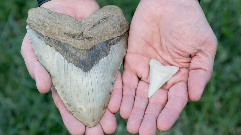 Hands holding a megalodon tooth and a smaller great white tooth