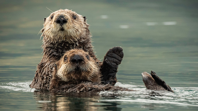A pair of otters swimming heads above water