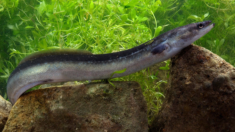 An eel slithers underwater by plants