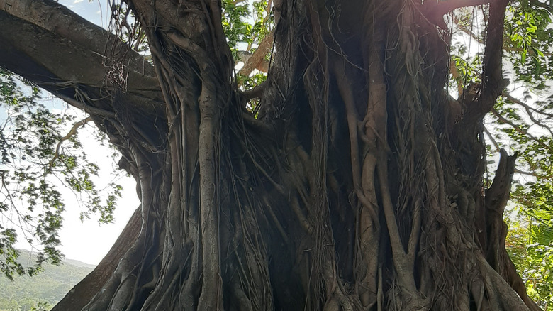 Close up of large, gnarled tree in shadow