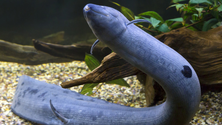 Blue South American lungfish swimming underwater
