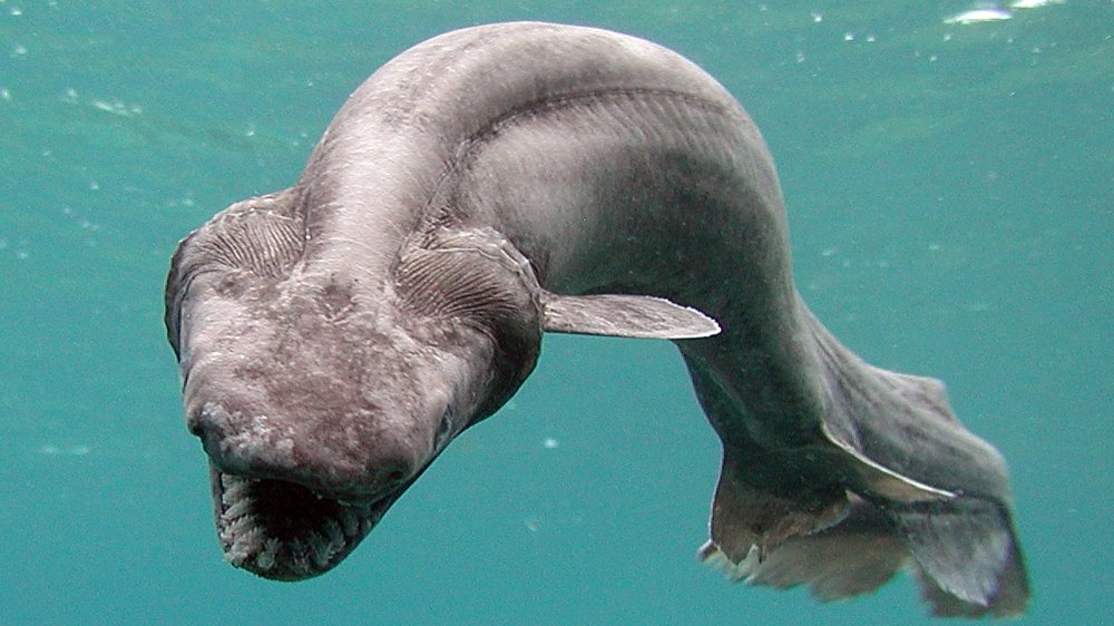 A frilled shark swimming underwater