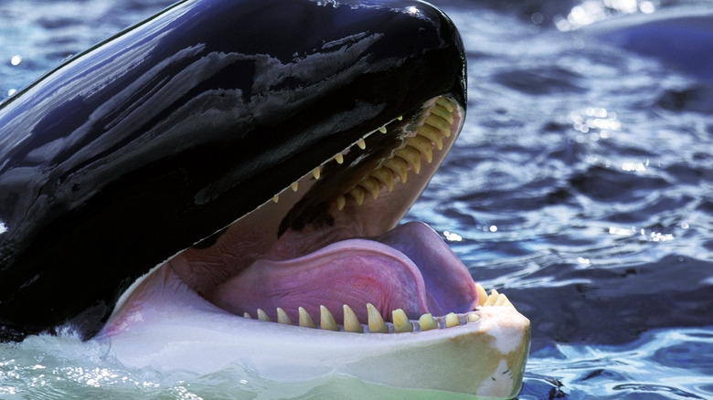A killer whale opening its mouth above water