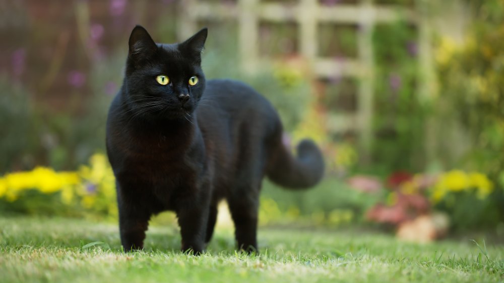 Black cat