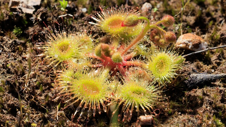 Fast-moving Australian sundew