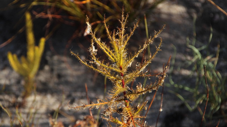 Dewy roridula with trapped insects