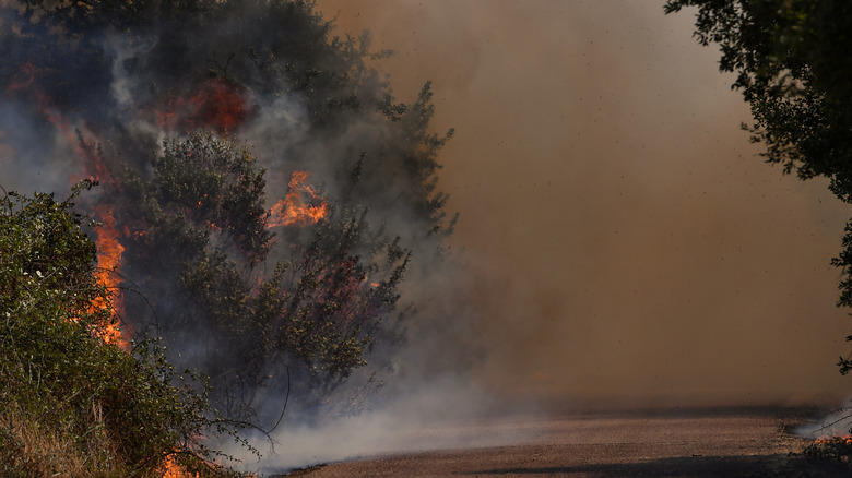 forest fire wildfire smoke