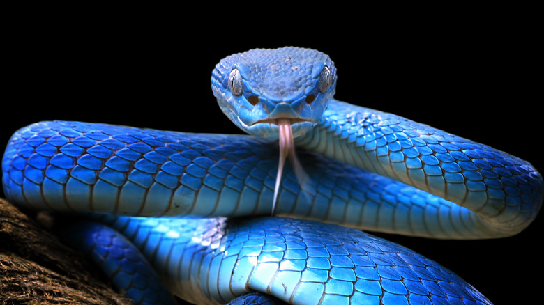 a serpent