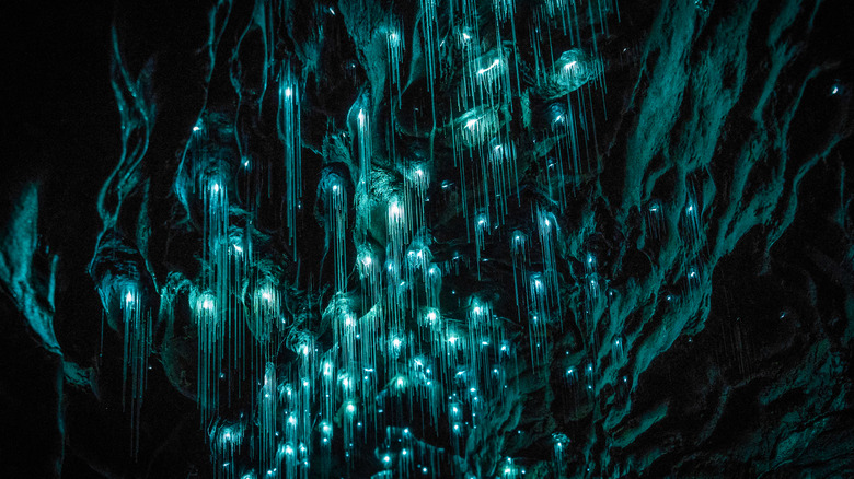 glow worm cave