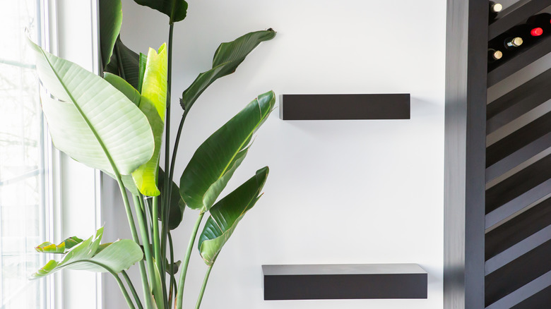 Floating shelves next to plant