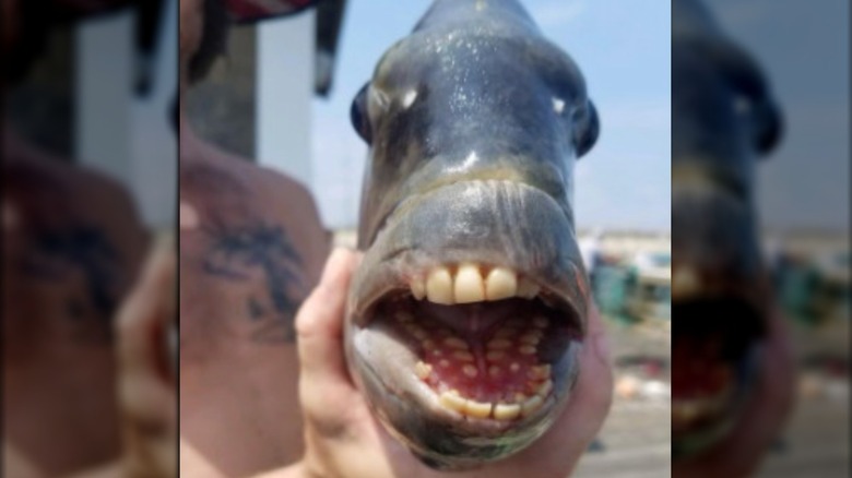 Sheepshead fish teeth