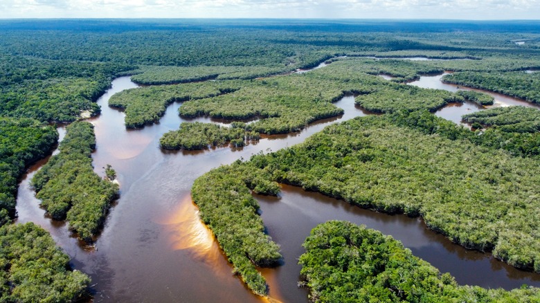 Amazon river delta
