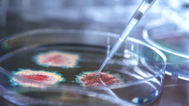 Virus on petri dish