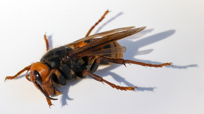 asian giant hornet collected in washington state, 2020