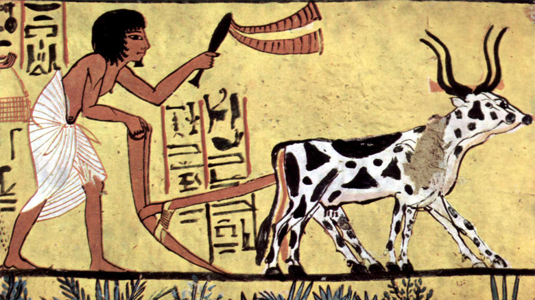 illustration of ancient egyptian farmer with cows