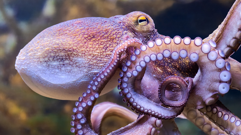 close up of octopus in ocean