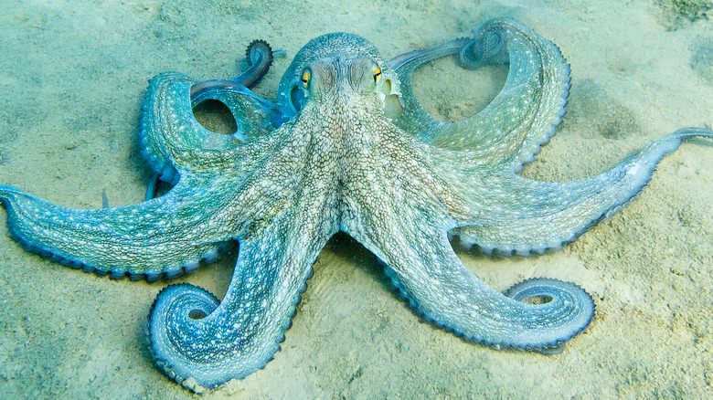 octopus on sea floor